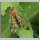 Rhagio strigosus - Schnepfenfliege 03.jpg